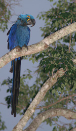 Hyacinth Macaw